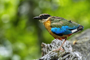 The blue-winged pitta perching on log after bathing with green bokeh background , Thailand