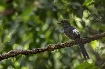 White-rumped shama or Copsychus malabaricus perching on tree branch , Thailand