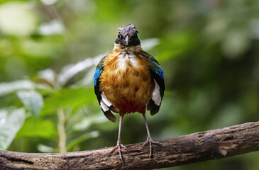 The blue-winged pitta perching on tree branch , Thailand