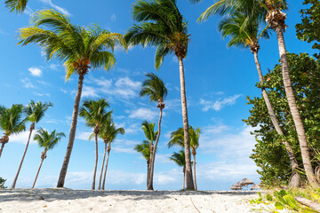 Beach on tropical island. Clear sand and palm trees. Beautiful vacation spot. Excellent tall...