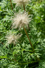 Plants from the Botanical Garden in Sofia Bulgaria