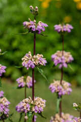 Plants from the Botanical Garden in Sofia Bulgaria
