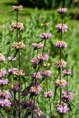 Plants from the Botanical Garden in Sofia Bulgaria
