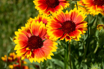 Plants from the Botanical Garden in Sofia Bulgaria