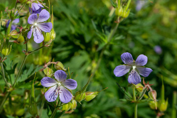Fototapeta premium Plants from the Botanical Garden in Sofia Bulgaria