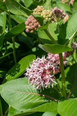 Plants from the Botanical Garden in Sofia Bulgaria