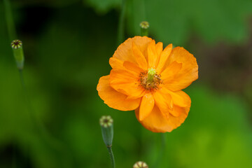 Plants from the Botanical Garden in Sofia Bulgaria