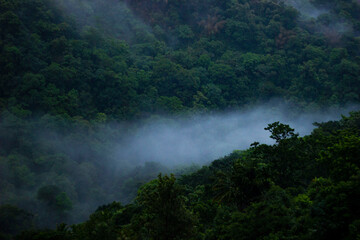 Naklejka na ściany i meble Misty Hills of Kuttikkanam. Beautiful landscape in a foggy morning.
