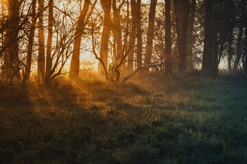 Obraz premium sunlight and trees