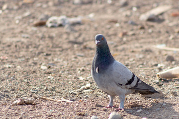 dove on the desert