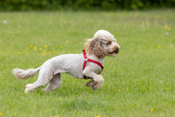 Side view of cute small light brown trimmed poodle with red harness running on grass