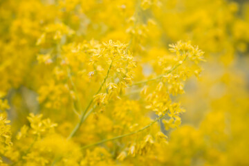 Golden alyssum blooming in close-up