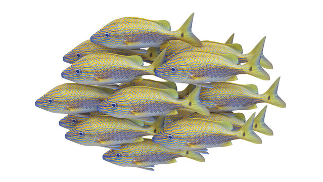 Caesar Grunt Fish Shoal Isolated, 3D Rendered