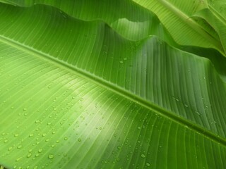 Greenery background nature plant and leaf (Banana)