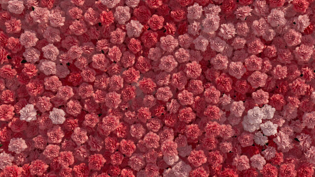 Colorful, Romantic Wall background with Carnations. Elegant, Floral Wallpaper with Pink, Bright flowers. 3D Render