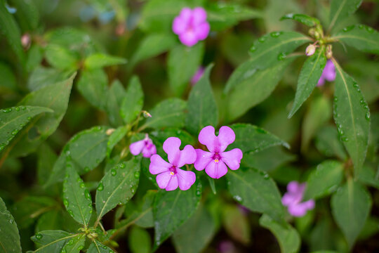 Close up photo of Bluebell barleria flower and leaves. Blurred background.