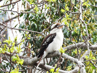 Kookaburra Australian bird
