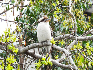 Kookaburra Australian bird