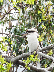 Kookaburra Australian bird