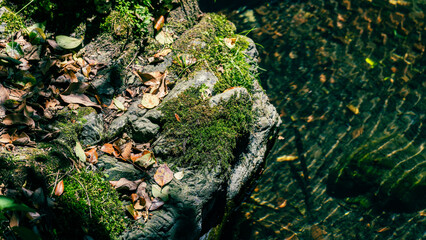 【自然】森に流れる透明な川の水　