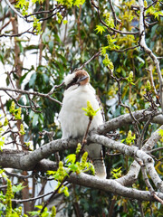 Kookaburra Australian bird