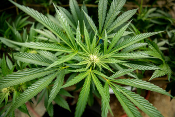 Cannabis Sativa One Week