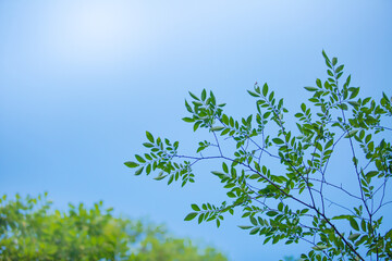 青空に広がる木の枝と葉