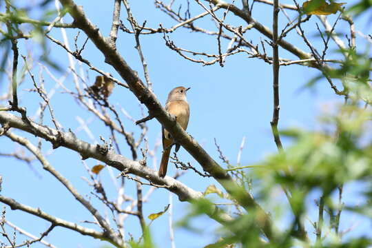 木の上で遠くを見るジョウビタキ メス