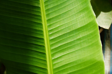 Banana leaf texture closeup shot