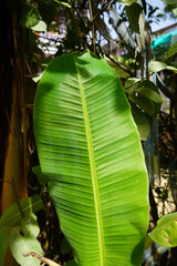 Banana leaf texture closeup shot