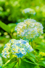 鎌倉 明月院のあじさい