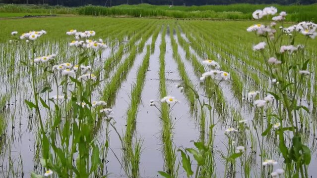 田植えが終わってまだ1か月ほどの田んぼ、苗がスクスクと育っています。