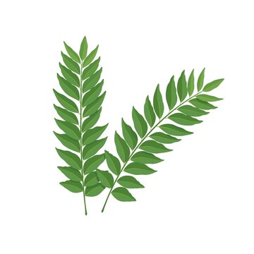 Vector illustration, curry leaf or Murraya koenigii, isolated on white background.