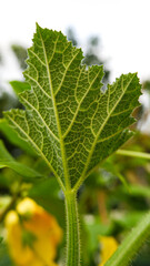Macro photography of a pumpkin leaf