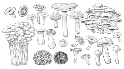 Mushrooms. Forest food. Gourmet truffle. Natural champignon and shiitake. Organic boletus or chanterelle. Meal ingredients. Vintage vegetable cooking slice. Vector fungus types set © SpicyTruffel