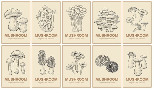 Mushroom poster. Engraved market background. Organic natural food label. Gourmet truffle or morel. Champignon and boletus in vintage style. Vector black and white edible fungus sketches set