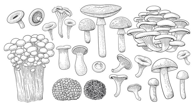 Mushrooms. Forest food. Gourmet truffle. Natural champignon and shiitake. Organic boletus or chanterelle. Meal ingredients. Vintage vegetable cooking slice. Vector fungus types set