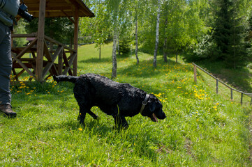 Black labrador training in water, in nature.