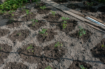 Seedlings of young tomatoes watered with warm water.