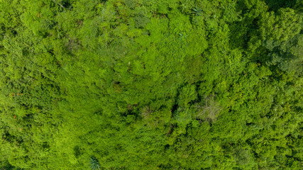 Aerial view of beautiful natural green field of forest in the wild forest mountain ,Clean Air natural fresh Air concept