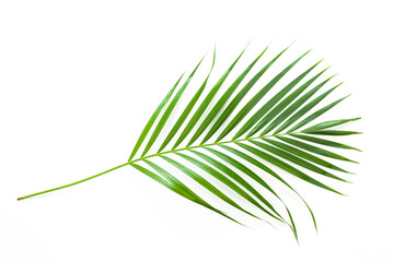leaves of coconut palm tree isolated on white background, summer background.