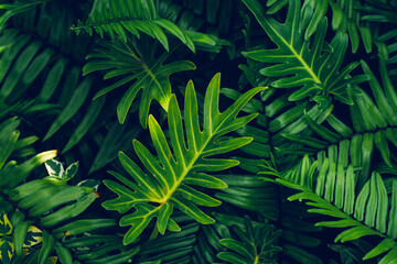 Full Frame of Green Leaves Pattern Background, Nature Lush Foliage Leaf Texture, tropical leaf