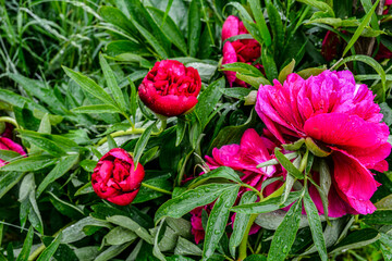 Luxurious large purple peonies after the rain in the spring garden