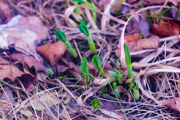 a young ramson makes its way through last year's foliage in early spring,wild leek,wild garlic