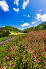 井仁の棚田と赤蕎麦の花(広島県山県郡安芸太田町)
