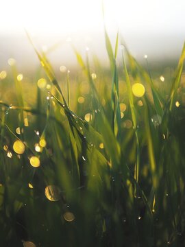Raindrops on the grass in the sun