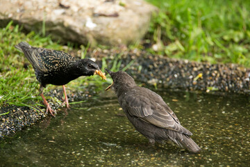 Jungvogel Fütterung