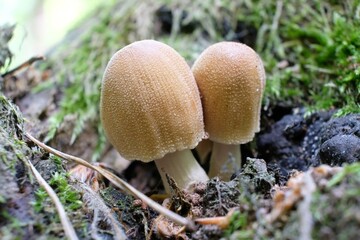 Two young mushrooms Coprinellus micaceus (mica cap, shiny cap, glistening inky cap) in forest. It is edible.