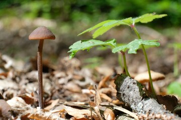 A small mushroom on a long stem in the forest next to a green plant.