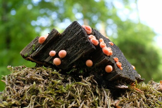 slime mold, colorful, lycogala, forest, lycogala epidendrum, amazing colorful, animals, background, closeup, color, life, little, mushroom, mushrooms, natural, nature, orange, organic, organism, pink,